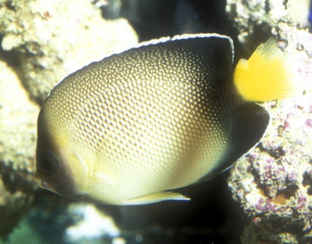 Apolemichthys_xanthurusAQ4.jpg