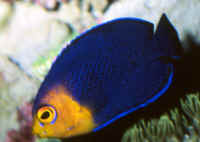 Centropyge_argiAQ.jpg