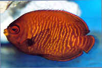 Centropyge_aurantia_6cm_from_Bali.jpg