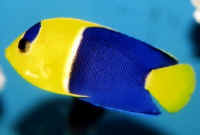 Centropyge_bicolor_6cm.jpg