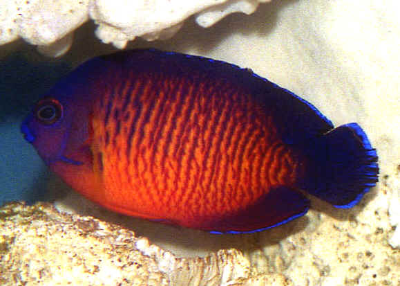 Centropyge_bispinosa_7cm.jpg