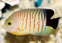 Centropyge_eibli_6cm.jpg