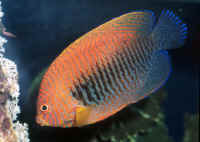 Centropyge_potteriAQ2.jpg