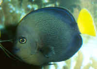 Chaetodontoplus_caeruleopunctatusAQ.jpg