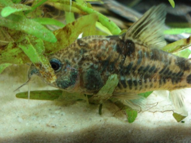 cory 2 102008.jpg