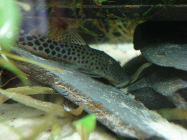 pleco 102008.jpg