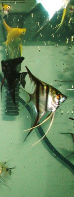 angelfish babies 022.JPG