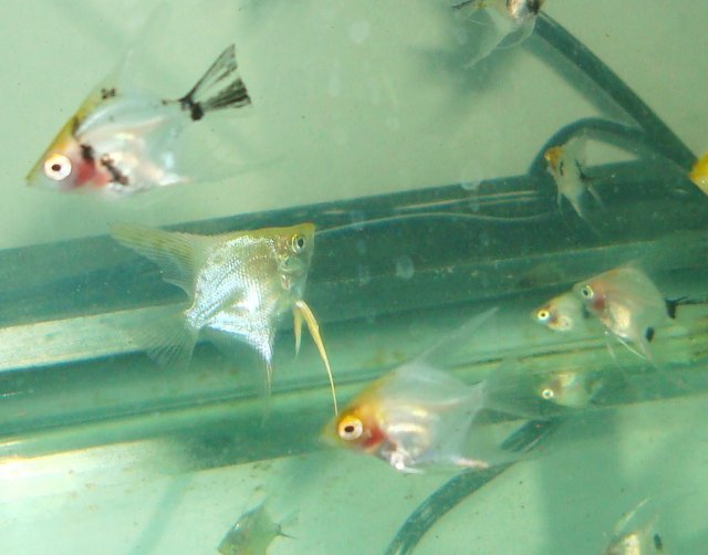 angelfish babies 048.JPG