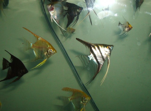 angelfish babies 028.JPG