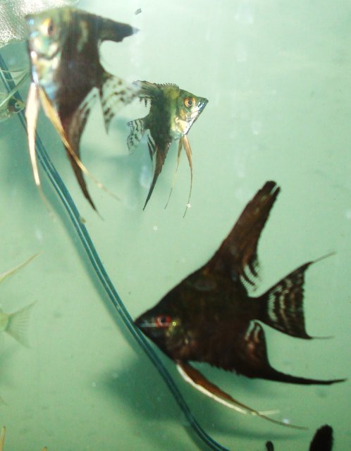 angelfish babies 023.JPG
