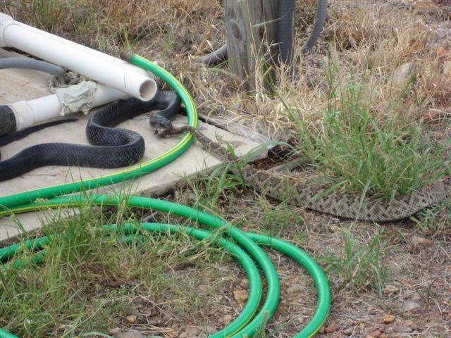 snake.jpg
