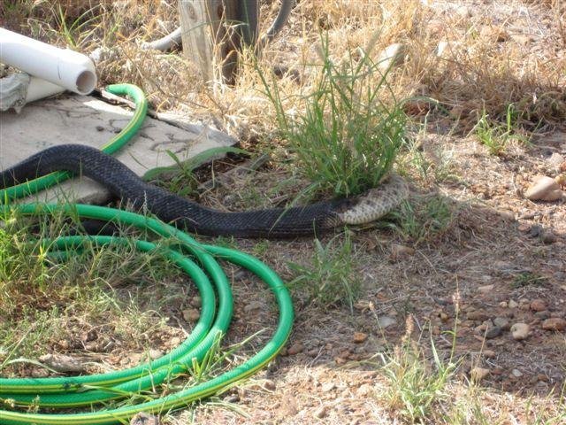 snake1.jpg