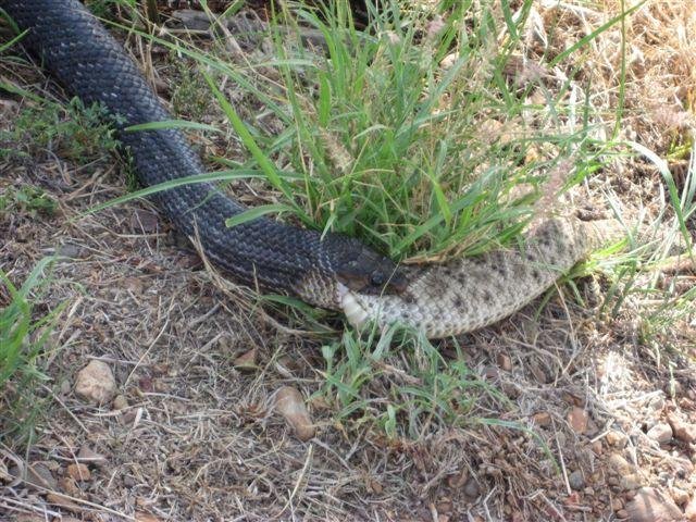 snake2.jpg