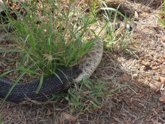 snake4.jpg