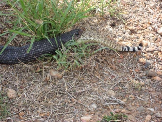 snake5.jpg