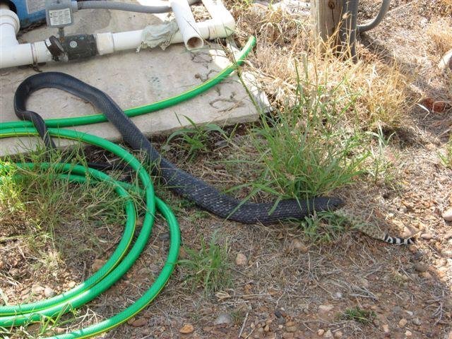 snake6.jpg