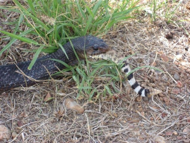 snake7.jpg