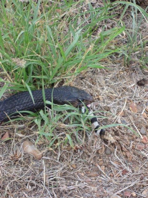 snake8.jpg
