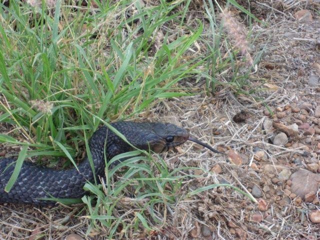 snake10.jpg