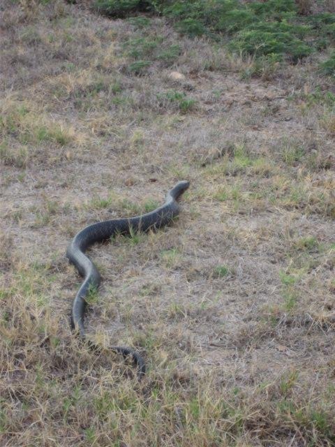 snake11.jpg