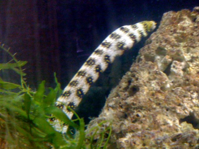 eel2.jpg eel2.jpg