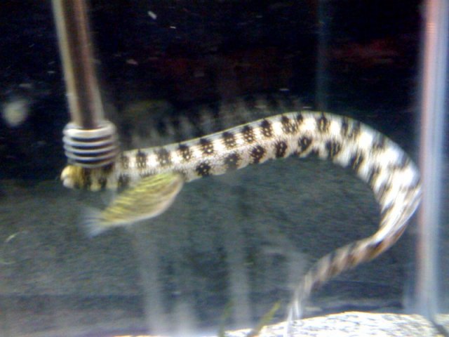 eel4.jpg eel4.jpg