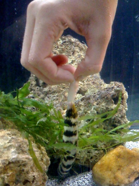 eel5.jpg eel5.jpg