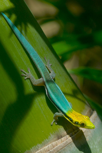 Day gecko.jpg Day gecko.jpg