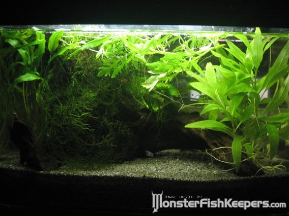 5 Gallon Planted.jpg 5 Gallon Planted.jpg