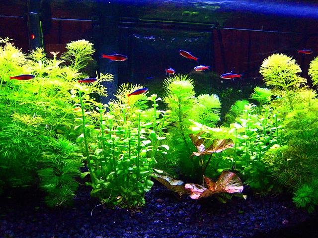 20gallon%20%284%29.jpg