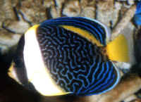 Chaetodontoplus_duboulayi__3cm.jpg