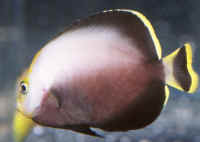 Chaetodontoplus_melanosomaAQ.jpg