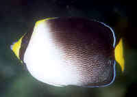 Chaetodontoplus_mesoleucos_KBR.jpg
