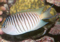 Genicanthus_melanospilusM.jpg