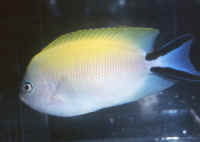 Genicanthus_melanospilusF.jpg