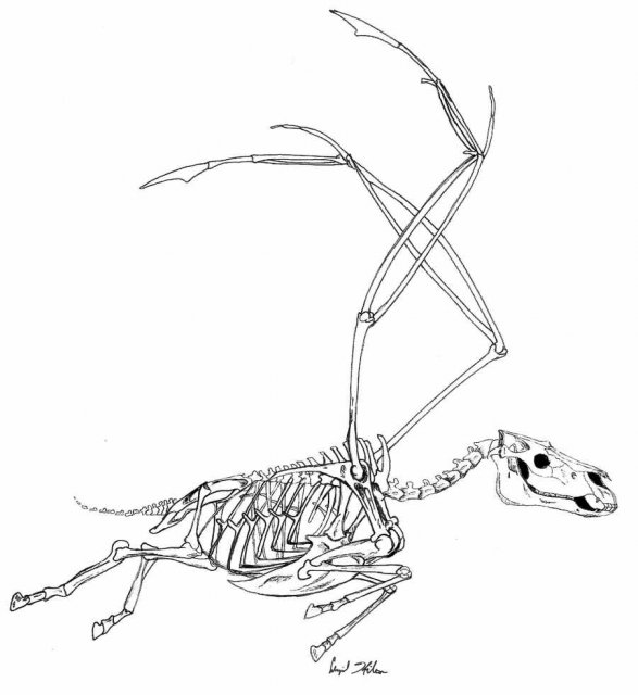peg%20skeleton.jpg