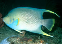 Holacanthus%20bermudensisAd%20FLA.jpg