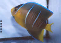 Holacanthus_ciliarisAQJuv.jpg