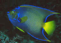 Holacanthus_ciliarisBAHAd.jpg