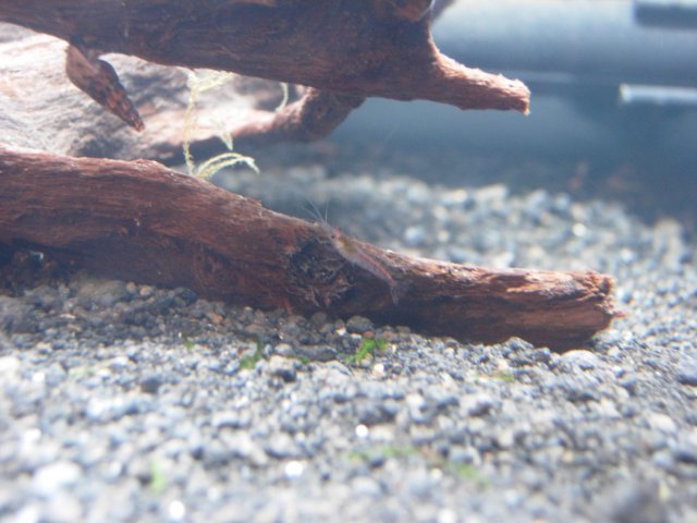 DSCN0382.JPG DSCN0382.JPG