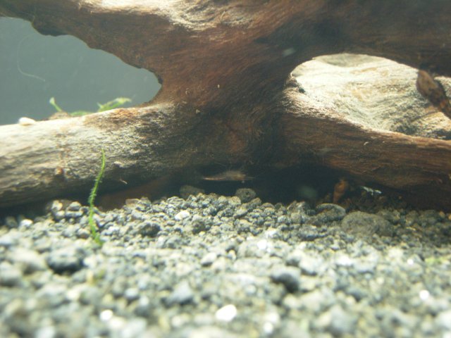 DSCN0384.JPG DSCN0384.JPG