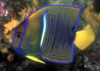 Holacanthus%20passerJUVGAL.jpg