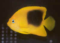 Holacanthus_tricolorAQJuv.jpg
