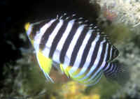 Paracentropyge_multifasciataMAB.jpg