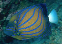 Pomacanthus_annularisREDAd.jpg