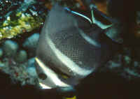 Pomacanthus_arcuatusJUV.jpg
