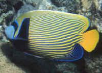 Pomacanthus_imperatorRS2.jpg