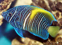 Pomacanthus_maculosus__7cm__shipped_from_Hong_Kong.jpg