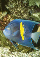 Pomacanthus_maculosusAQ.jpg