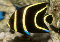 Pomacanthus_paruJUV2.jpg